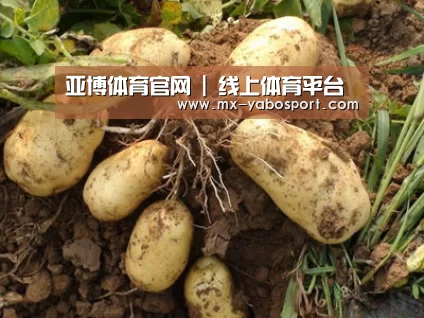 种植基地六