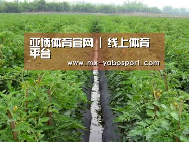 种植基地三